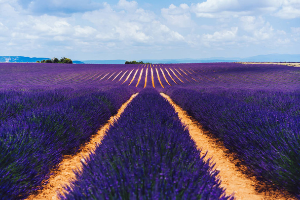 Vista escenica de los campos de lavanda púrpura en la plantación de Valensole en el campo provenzal, hermoso paisaje natural de las tierras de cultivo agronómicas rurales, flores violetas impresionantes que crecen en verano.  - Foto, Imagen