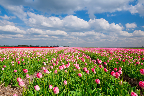 Feld mit rosa Tulpen und blauem Himmel, Holland - Foto, Bild