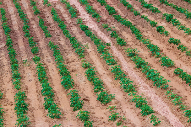 Φύτευση χωράφι καλλιέργειες σε σειρές που αναζητούν από πάνω - Φωτογραφία, εικόνα