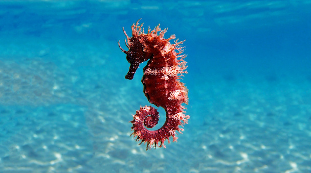 Caballo de mar mediterráneo - Hippocampus guttulatus
 - Foto, Imagen