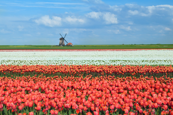 tulipes colorées sur les champs hollandais et moulin à vent
 - Photo, image