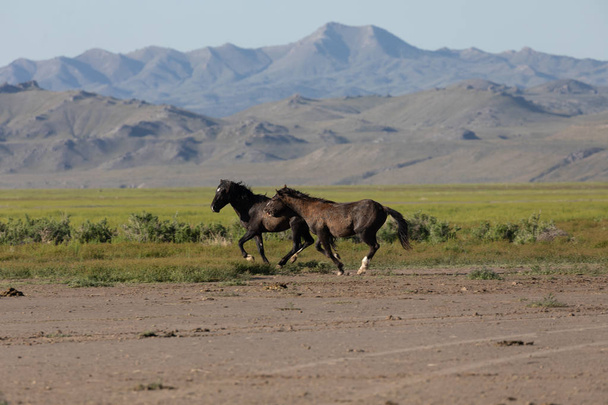 a pair of wild horse stallions fighting in the Utah desert - Photo, Image