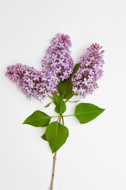 Sprig of lilac on a white background - Valokuva, kuva