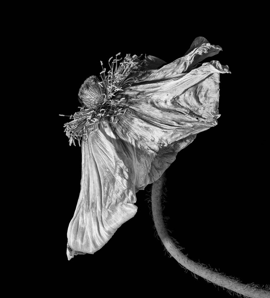 desvanecendo-se flor de papoila monocromático macro surreal, fundo preto
  - Foto, Imagem