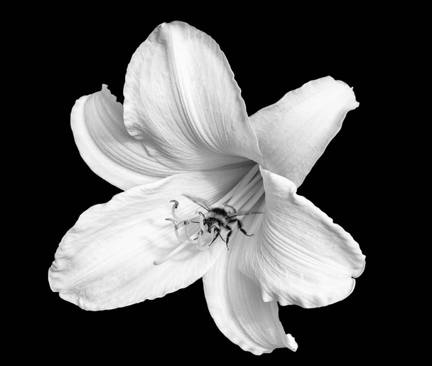 Monokrom beyaz izole daylily çiçeği, arı, siyah arka plan üzerinde - Fotoğraf, Görsel