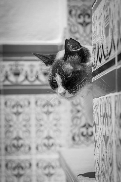 gato en blanco y negro sorprendente detrs de una pared. - Foto, imagen