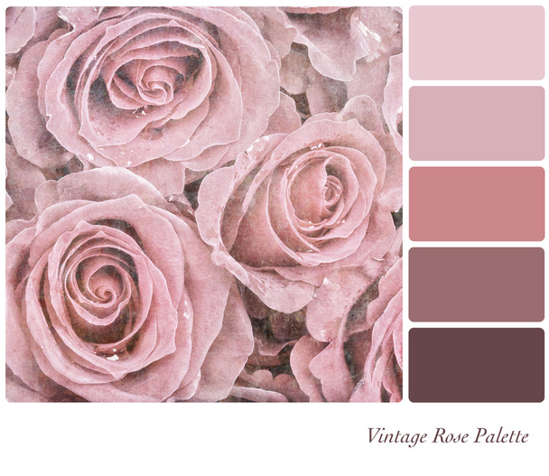Vintage Rose Palette - Photo, Image