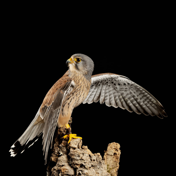 Потрясающий перенос Kestrel Falco Tinnunculus в студию
  - Фото, изображение