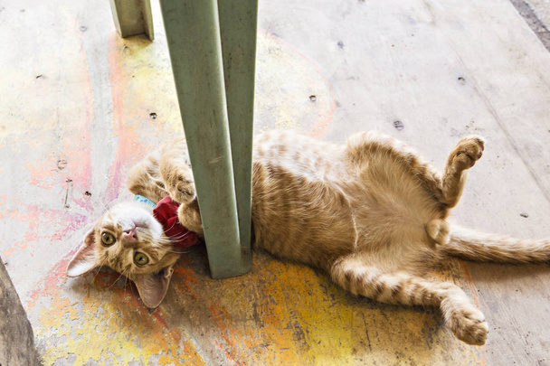 Red striped lazy kitten with bow on the neck, kitty on the wooden floor - Φωτογραφία, εικόνα