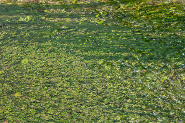 Algues dans l'eau claire du ruisseau de montagne, texture des algues - Image
 - Photo, image