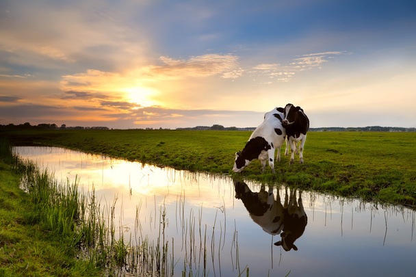 δύο αγελάδες από ποταμό στο ηλιοβασίλεμα - Φωτογραφία, εικόνα