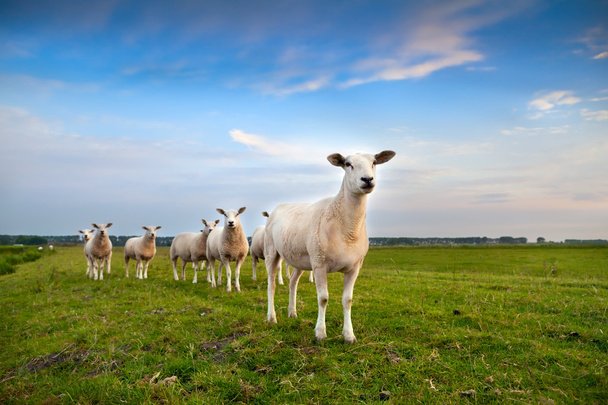 牧草地で羊の群れ - 写真・画像