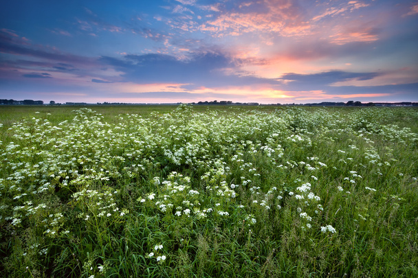 夏の草原に沈む夕日 - 写真・画像