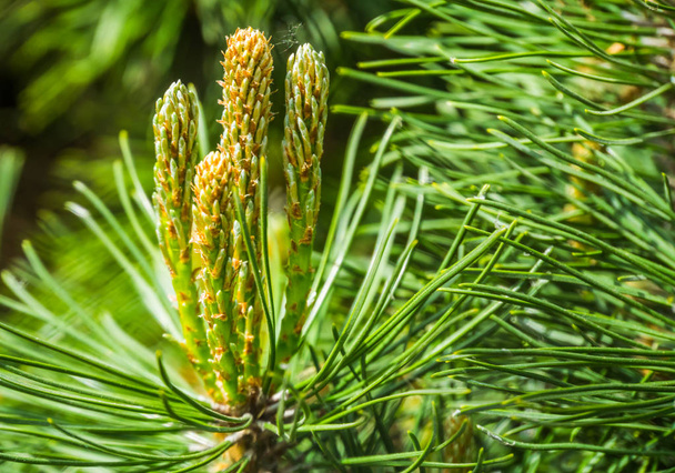 macro closeup of pine branching off, new growth of branches on a conifer tree, growth process - Photo, Image