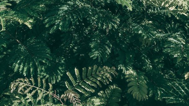 Тропічний зелений фон листя, тема темного тону
. - Фото, зображення