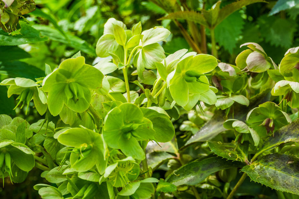 lähikuva hellebore kasvi, ikivihreä kasvi Euraasiasta, suosittu viljelty koriste kukkia puutarhaan
 - Valokuva, kuva