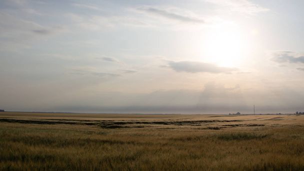 Sabah gökyüzünün arka planında buğday tarlası - Fotoğraf, Görsel