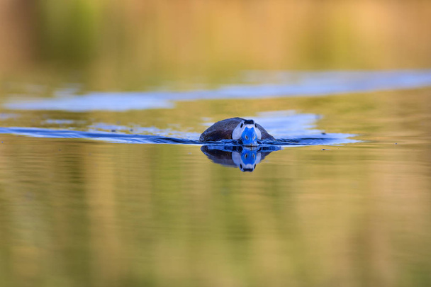 Kacsa úszás a tóban. Aranyos kék kiszámlázott kacsa. Sárga zöld víz jellegű háttér. Kacsa: fehér fejű kacsa. (Oxyura leucocephala)). - Fotó, kép