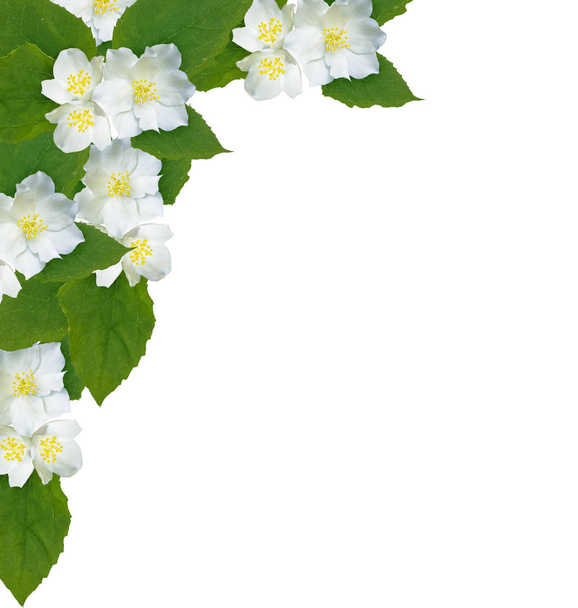 Rama de flores de jazmín aisladas sobre fondo blanco
.  - Foto, Imagen