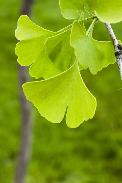 Κλαδί δέντρου με πράσινα φύλλα Ginkgo - Φωτογραφία, εικόνα
