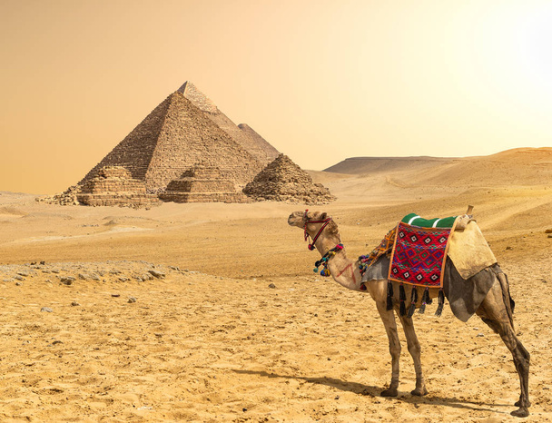 Kameel en piramides op een rij - Foto, afbeelding
