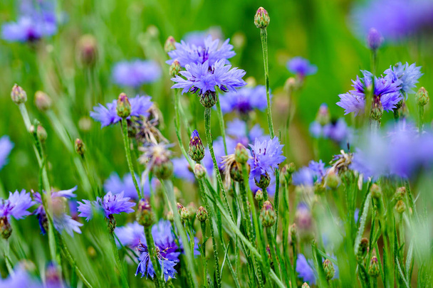 Summer wallpaper of blue cornflower, green grass on a green background - Photo, Image