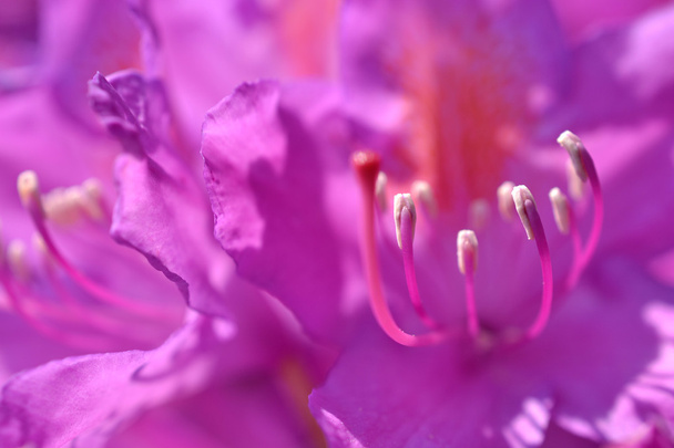 Rhododendron flower. - Photo, Image