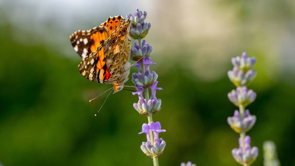 Beautiful yellow butterfly sitting on a branch of lavender. This type of insect is gathered in huge swamps and migrates from Africa to Europe - Foto, Imagen