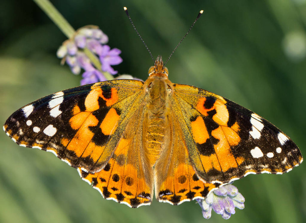 Hermosa mariposa amarilla sentada en una rama de lavanda. Este tipo de insecto se acumula en enormes pantanos y migra de África a Europa
 - Foto, imagen