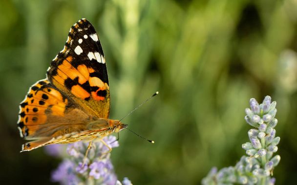 Hermosa mariposa amarilla sentada en una rama de lavanda. Este tipo de insecto se acumula en enormes pantanos y migra de África a Europa
 - Foto, Imagen