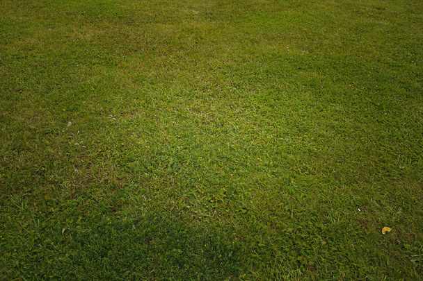 heller grüner Rasen - Foto, Bild
