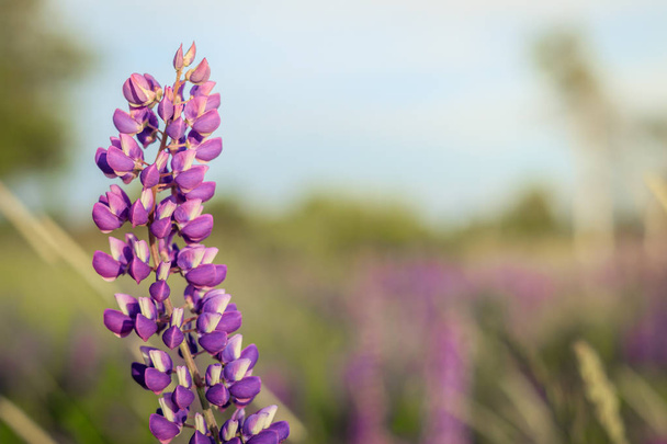 Lupinus field with pink purple and blue flowers. Summer wildflowers field background - Photo, Image