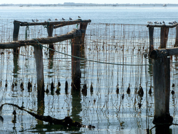 Détail d'une mytiliculture dans la lagune vénitienne - Italie
 - Photo, image