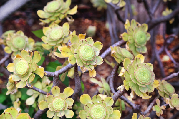 Sukkulente Pflanzensteinrose - Foto, Bild