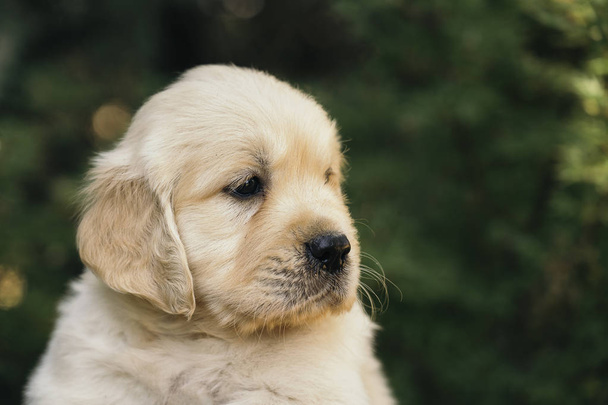Golden Retriever puppy closeup outdoors portrait, one month old. - Photo, Image