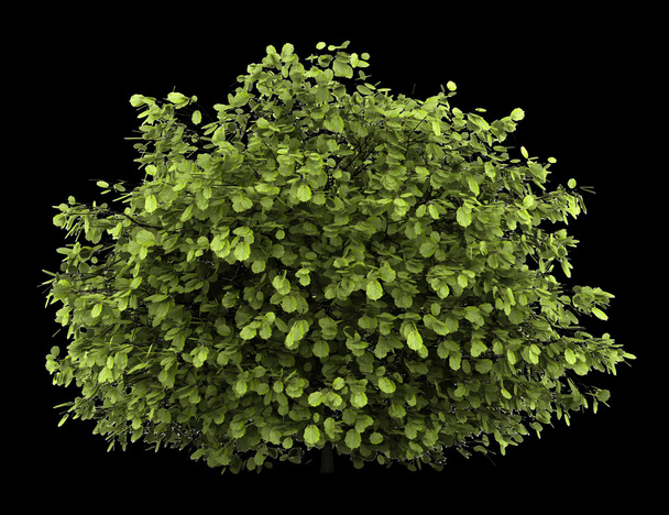 arbusto de avelã comum isolado no fundo preto
 - Foto, Imagem