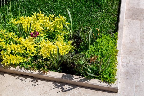 marmur chodnik z granicą i rośliny rosnące na trawniku z kwietnikiem, zbliżenie szczegółów ogrodu. - Zdjęcie, obraz