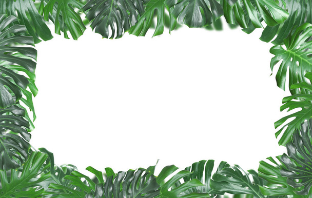 Frame made of fresh green tropical leaves on white background. Space for design - Фото, изображение