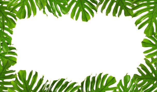 Frame made of fresh green tropical leaves on white background. Space for design - Foto, Imagem