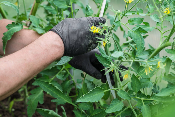 men's hands in black gloves take care of the tomatoes in the greenhouse. yellow flowers tomatoes - Foto, Bild