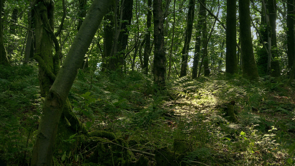 Καλοκαιρινή μέρα στο σκιερό δάσος - Πλάνα, βίντεο