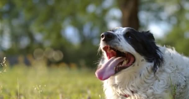 Purebred Border Collie panting after a long play - Footage, Video