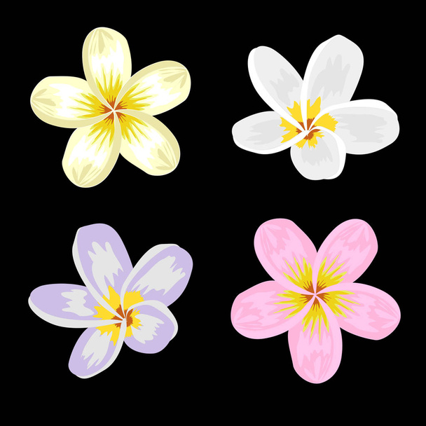 Frangipani Blumen auf schwarzem Hintergrund - Vektor, Bild