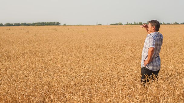 Bir buğday tarlasında duran çiftçi - Fotoğraf, Görsel