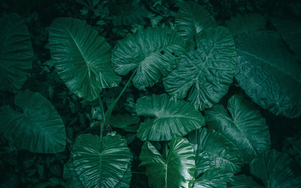 Nagy lombozat sötét zöld textúra, absztrakt természet háttérben trópusi levél. - Fotó, kép