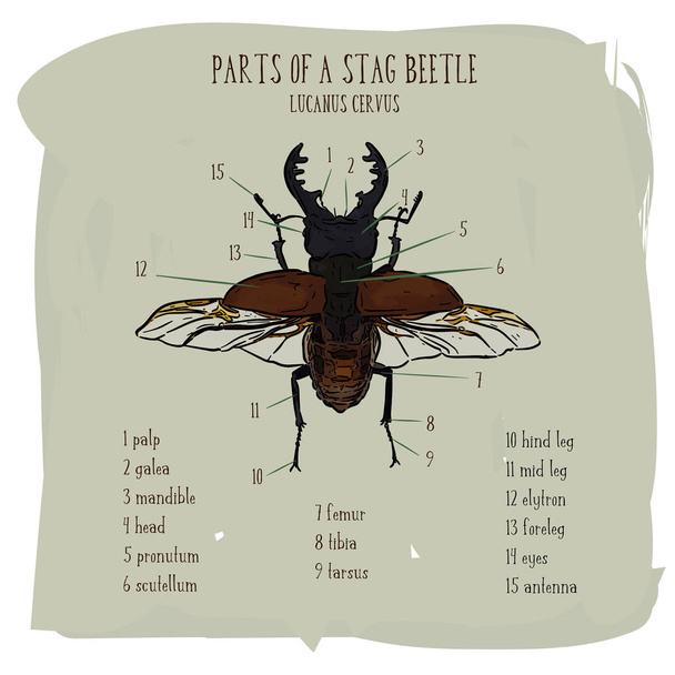 Stag beetle, hand draw sketch vector. - Vektor, kép