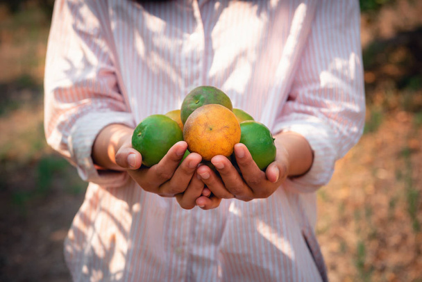 Крупним планом фермер жінки руки збору помаранчевий в органічній фермі, сільське господарство пожинає апельсини і тримаючись за руки, сільське господарство і плантацій концепцію. - Фото, зображення