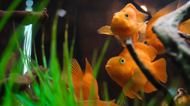 Gros plan de poissons dorés nageant dans l'aquarium. Cadre. De gros poissons rouges tropicaux avec des taches blanches nagent dans un aquarium propre. Poisson fait maison pour un beau décor vivant
 - Photo, image