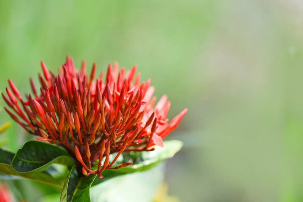 Ixora λουλούδι κόκκινο ανθίζει στον κήπο όμορφη φύση πράσινο β - Φωτογραφία, εικόνα