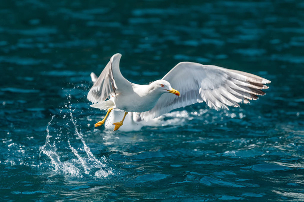Gull polowania ryb - Zdjęcie, obraz